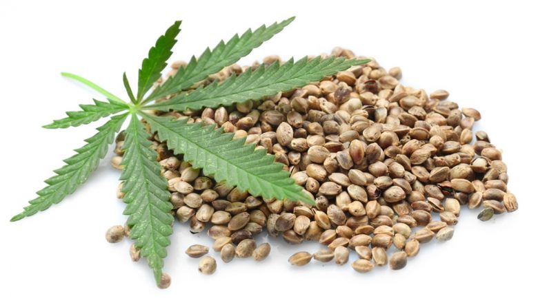 Beneficiile Semințelor de Cânepă: O Privire Detaliată asupra Proprietăților Medicinale ale Cannabis Sativa
