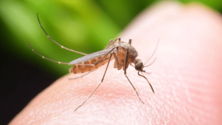 Culorile care atrag țânțarii: O analiză detaliată asupra comportamentului acestor insecte și implicațiile pentru sănătate