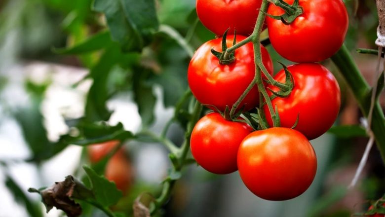 Roșiile: Superalimentele Verii și Beneficiile Lor Neștiute pentru Sănătate