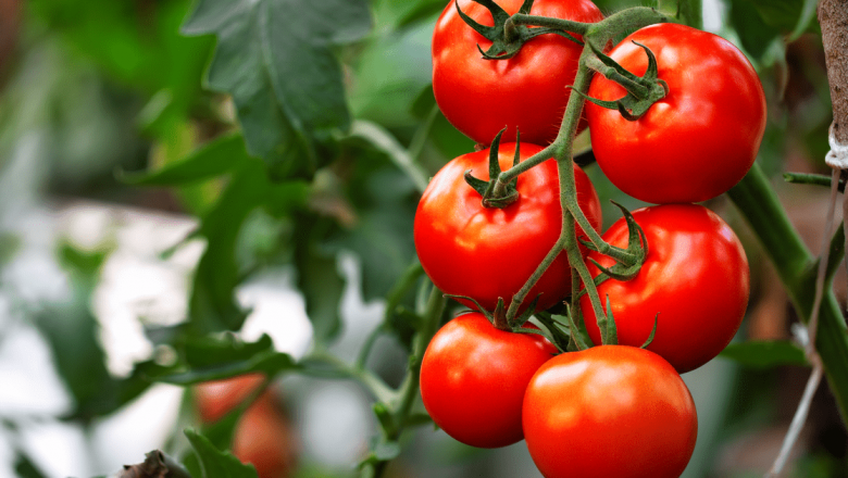 Alimentele care combat retenția de apă: Roșiile și alte soluții naturale pentru o viață sănătoasă