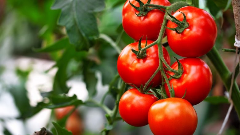 Alimentele care combat retenția de apă: O analiză detaliată asupra rolului nutriției în gestionarea dezechilibrelor lichidiene
