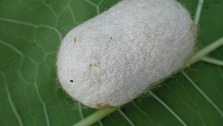 Combaterea Inflamației: Serapeptaza și Kurkuma ca Alternative Naturiste