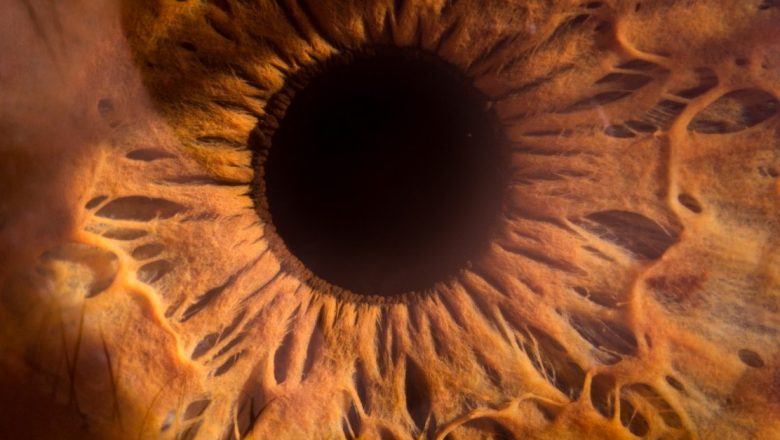 Ochiul ca Fereastră spre Longevitate: Ce Revela Studiul Recent despre Retina