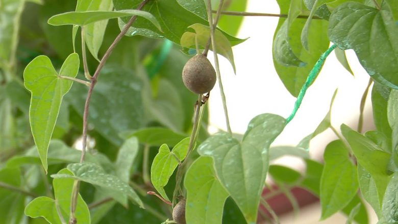 Yam: Fructul Pământului și Impactul Său asupra Sănătății și Agriculturii în România