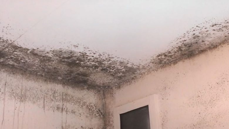 Pericolele mucegaiului negru în apartamentele închiriate: Ce trebuie să știi pentru a-ți proteja sănătatea