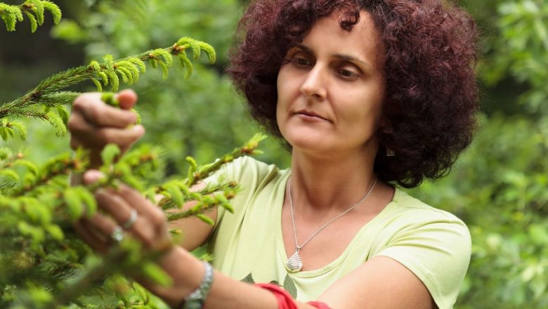 Mugurii de Pin și Brad: Remedii Naturale pentru Sănătate și Beneficiile Lor Terapeutice