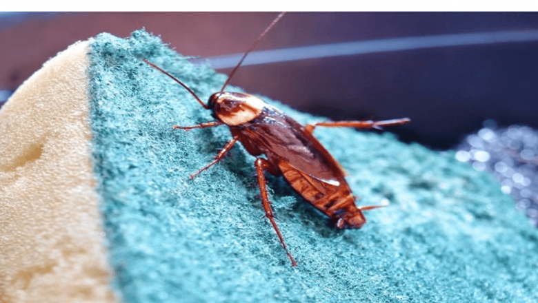 Metode Naturale Eficiente pentru Combaterea Gândacilor de Bucătărie
