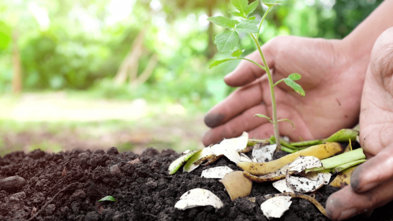 Beneficiile îngrășămintelor naturale: Cum să folosești cojile de ouă și zațul de cafea pentru plante sănătoase