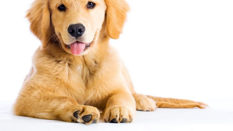 Îngrijirea Danturii Câinilor: Semne, Prevenție și Importanța Consultului Veterinar