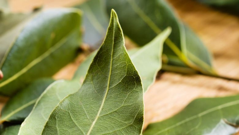 Beneficiile surprinzătoare ale frunzelor de dafin în frigider: De la aromă la deodorant natural