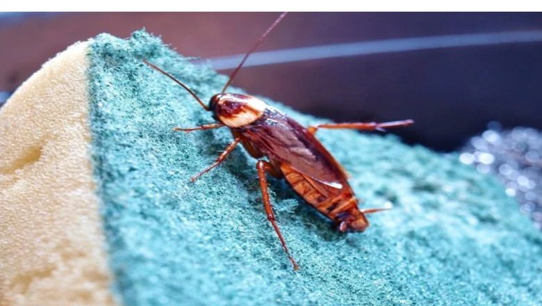 Gândacii de bucătărie: Soluții naturale pentru o problemă comună