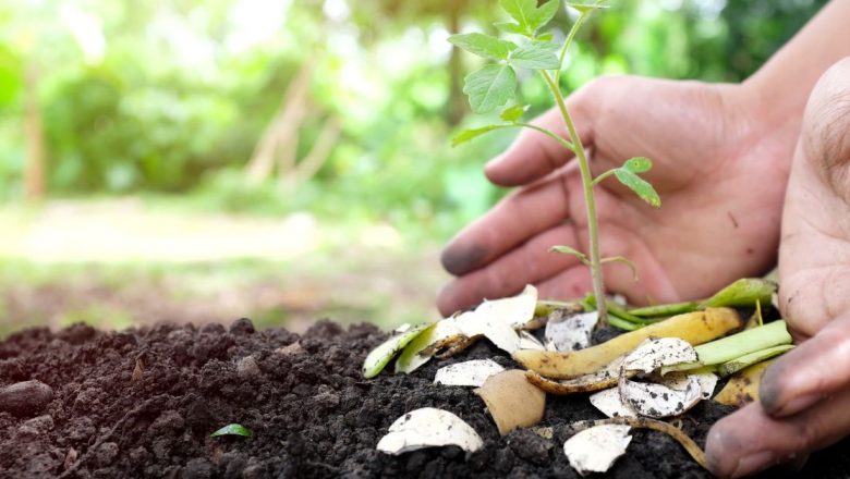 Îngrășăminte naturale: Beneficiile cojilor de ouă și zațului de cafea pentru plantele tale