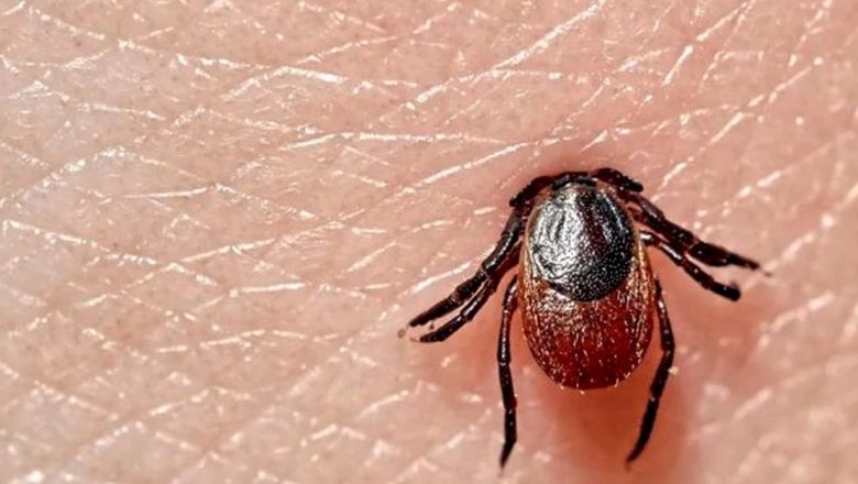 Ghid complet despre mușcătura de căpușă: prevenție, riscuri și tratament