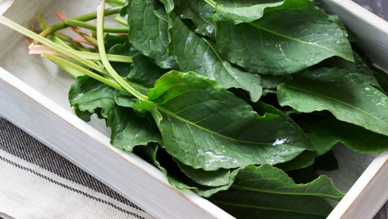 Ștevia Românească: Planta Miraculoasă pentru Detoxifiere și Sănătate Digestivă