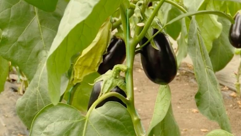 Descoperă beneficiile uimitoare ale vinetelor pentru sănătate