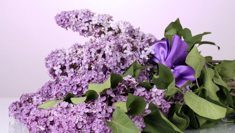 Beneficiile Liliacului: Leacuri Naturale din Flori și Frunze
