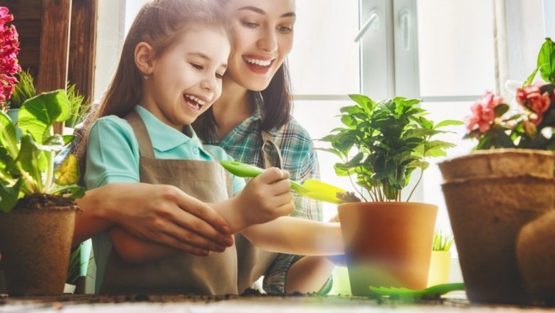 Pericolele ascunse ale plantelor de apartament: Ce specii toxice trebuie să evităm