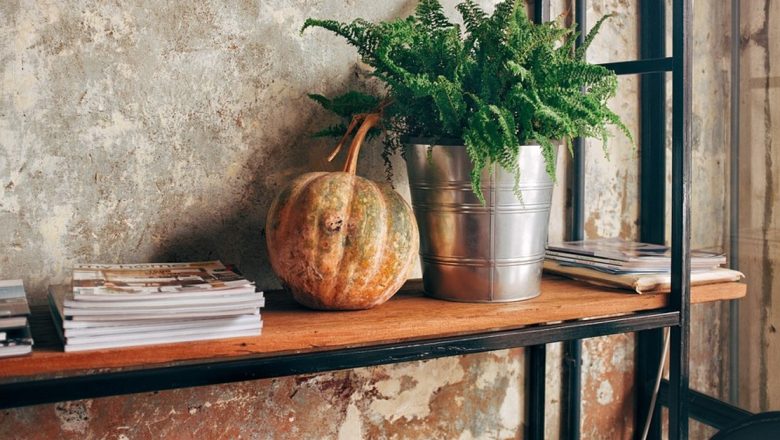 Plantele de Apartament: O Sursă Vitală de Sănătate și Estetică pentru Spațiile Noastre Interioare