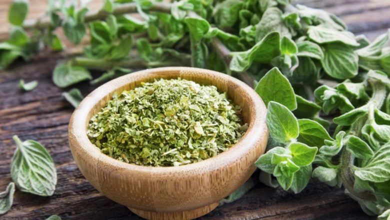 Descoperirea Oregano: Beneficii pentru Sănătate și Impactul Asupra Stilului de Viață