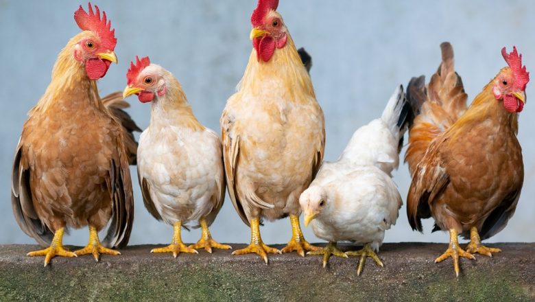 Carnea de pui: Beneficii și riscuri pentru sănătate în era modernă