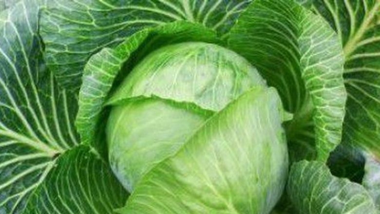 Varza: Superalimentul care îmbunătățește sănătatea inimii și combate inflamația
