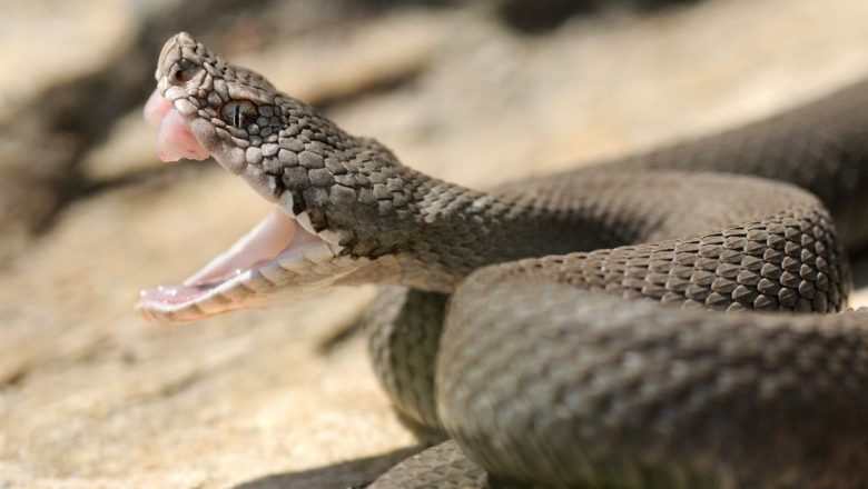 Ghid Esențial: Ce să faci și ce să nu faci în cazul unei mușcături de viperă