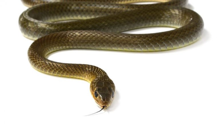 Cum să te pregătești pentru întâlnirea cu un șarpe: Ghid esențial pentru siguranța ta în natură