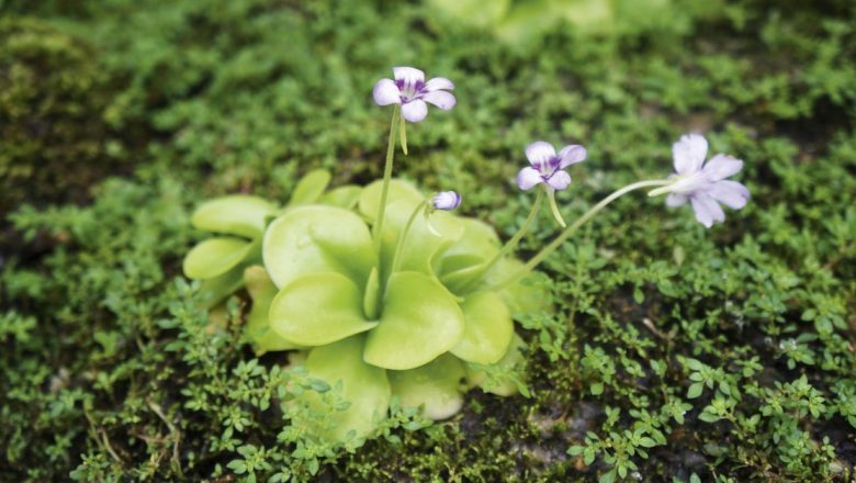 Brusturele: Soluția Naturală pentru Durerile Reumatice – Beneficii, Utilizare și Implicații