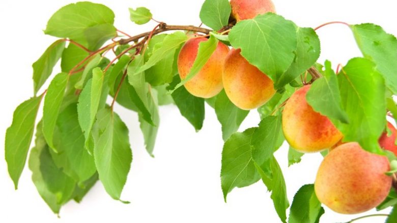 Caiselor – O comoară de sănătate: Beneficiile nutriționale și impactul asupra organismului