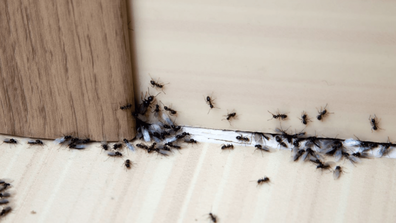 Soluții Naturale pentru Combaterea Furnicilor: Oțetul Alb și Alte Trucuri Eficiente