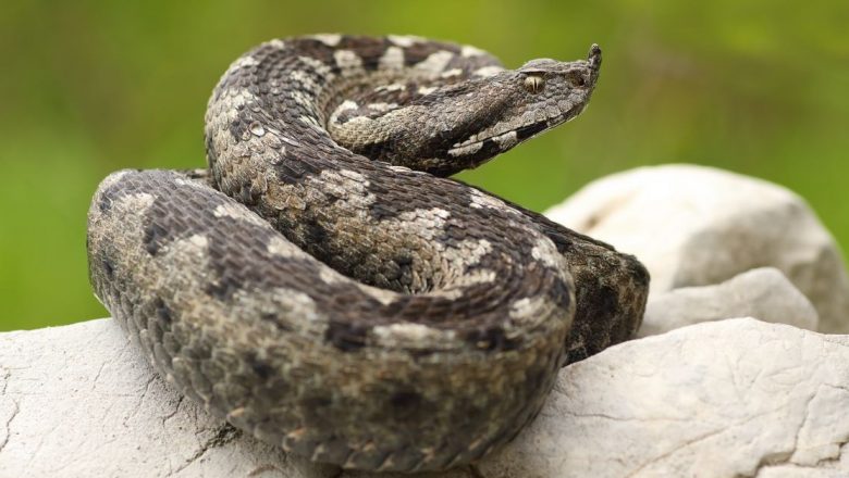 Vipera cu corn: Descoperirea celui mai periculos șarpe din România și habitatul său