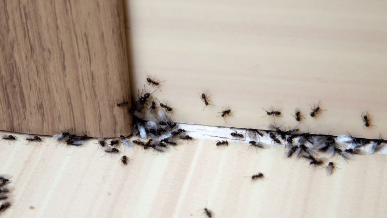 Soluții naturale pentru combaterea furnicilor: Cum să folosești oțetul alb eficient în casa ta