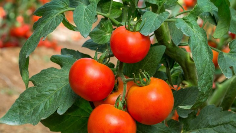 Beneficiile surprinzătoare ale consumului de roșii: De ce ar trebui să le incluzi în dieta ta