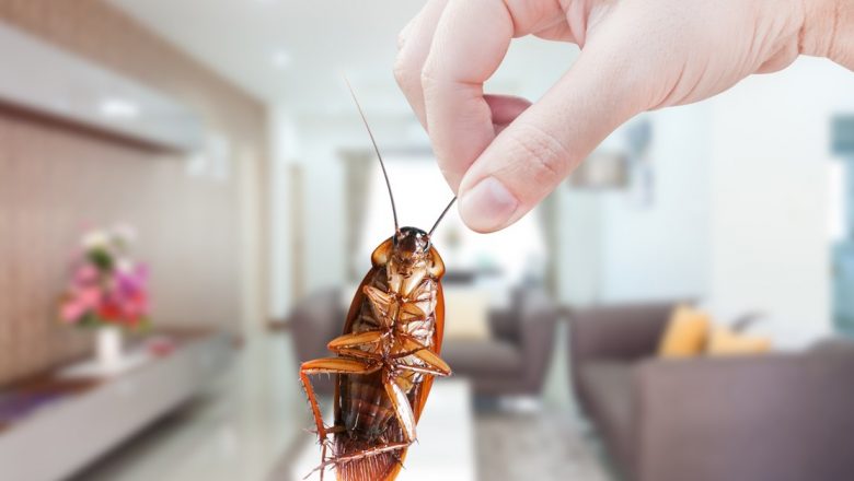 Soluții naturale și eficiente împotriva gândacilor de bucătărie: Combaterea dăunătorilor cu metode netoxice