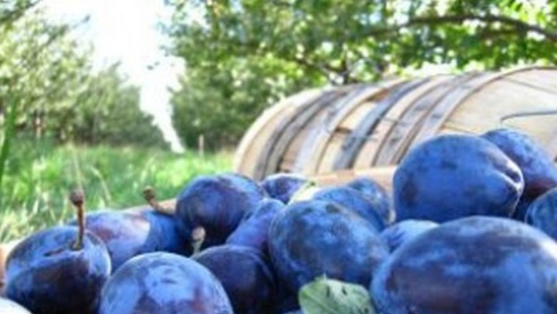 Prunele: Deliciu și Provocare pentru Sănătate – Cine Ar Trebui să le Evite?