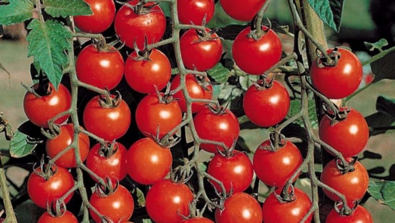 Roșiile cherry și focarul de Salmonella: O criză alimentară ignorată de autorități