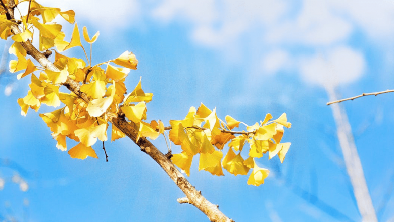 Ginkgo Biloba: O Plante Terapeutică cu Beneficii Remarcabile pentru Sănătate