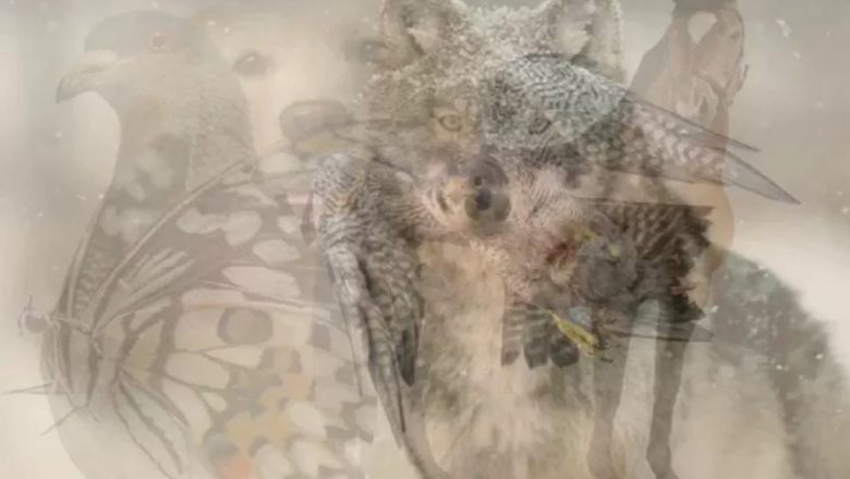 Ce spune despre tine animalul pe care îl observi prima dată? Analiză profundă a iluziei optice și a trăsăturilor de personalitate