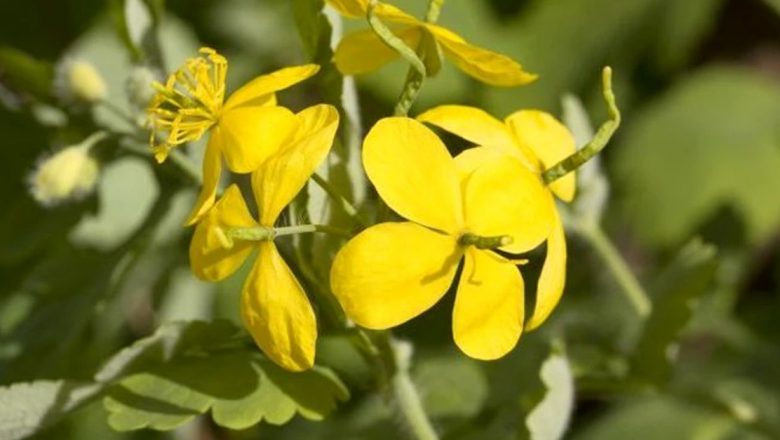 Rostopasca: O Plantă Medicinală cu Beneficii Remarcabile în Îndepărtarea Negilor și Nu numai
