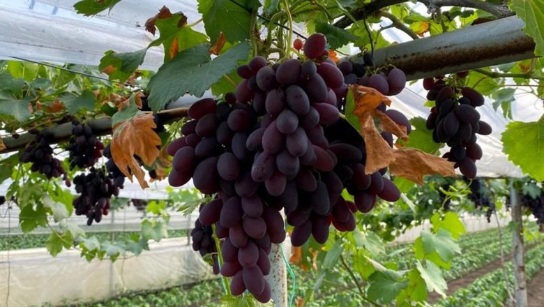 Strugurii: Elixirul Naturii pentru Sănătate și Bunăstare