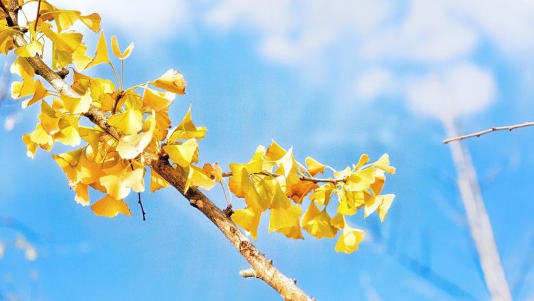 Ginkgo biloba: Beneficiile, Riscurile și Impactul Asupra Sănătății