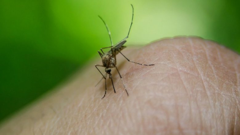 Țânțarul Tigru și Virusul West Nile: O Amenințare Crescândă în România