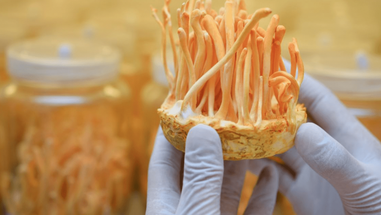 Cordyceps: Ciuperca Medicinală cu Beneficii Remarcabile pentru Glicemie și Libido