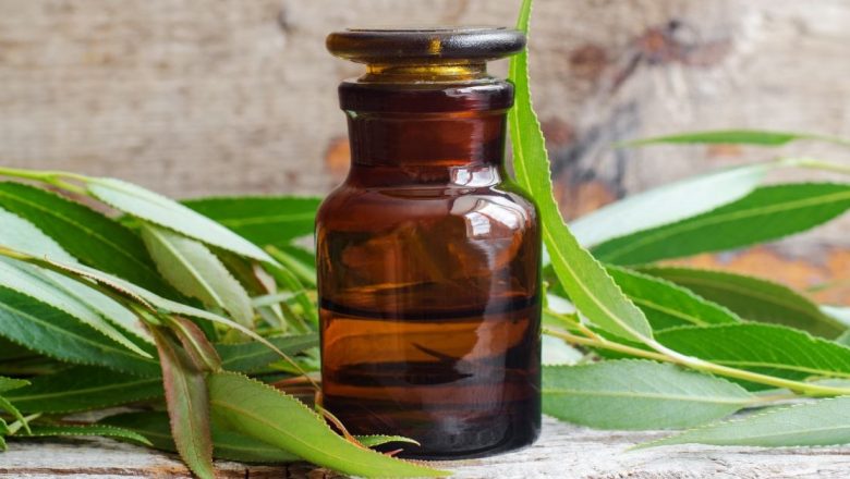 Descoperirea salciei: O alternativă naturală la aspirină?