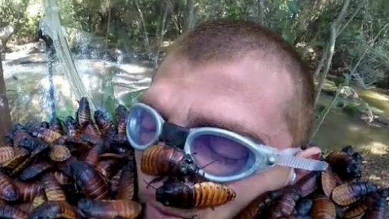 Înfruntarea fricii: Fobia de gândaci și impactul său asupra vieții cotidiene