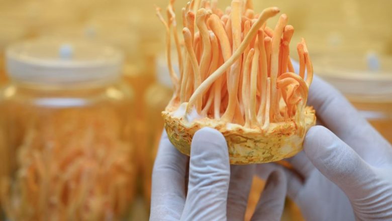 Cordyceps: Ciuperca Medicinală cu Beneficii Remarcabile pentru Sănătate