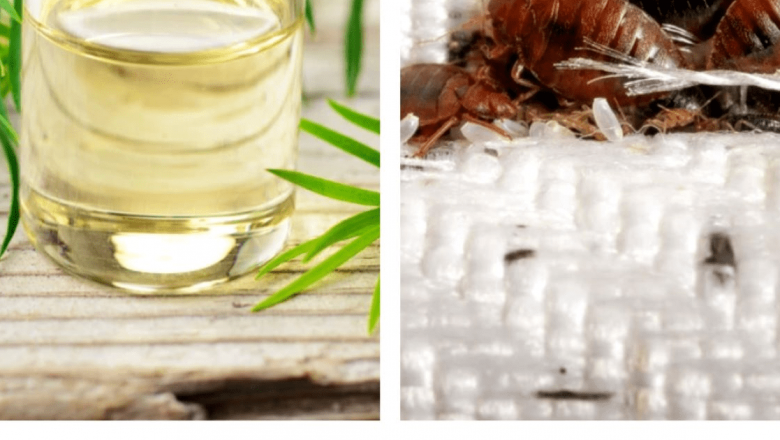Uleiul esențial de tea tree: Soluția naturală împotriva ploșnițelor