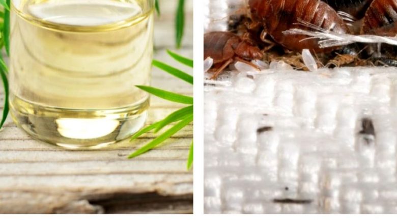Uleiul esențial de tea tree: Soluția naturală împotriva ploșnițelor