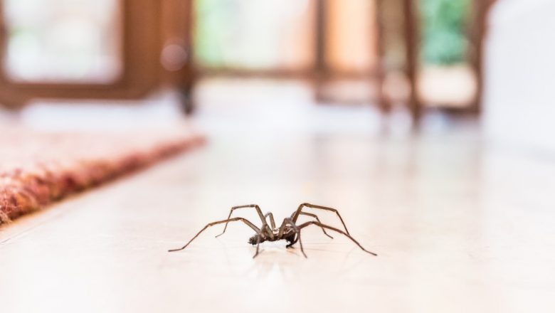 Metode Eficiente de Combatere a Păianjenilor în Gospodărie: Soluții Naturale și Impactul Asupra Sănătății
