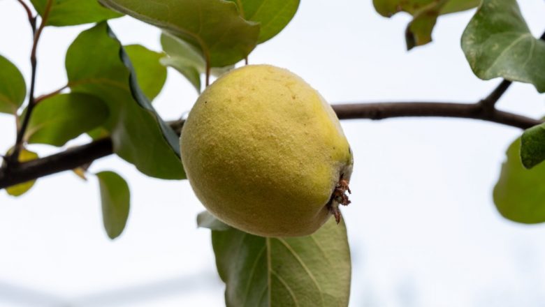 Gutuile: Comori Naturale pentru Sănătate și Remedii Antice pe Care Nu Trebuie să le Ignori